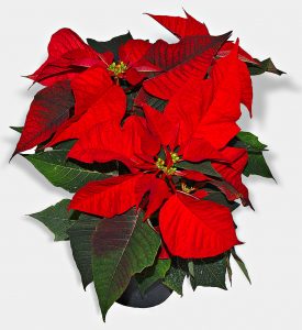 The Christmas Eve Flower: Poinsettias in Hispanic Culture